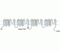 SCN4A/Nav1.4 Blocking Peptide