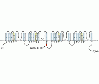 SCN4A/Nav1.4 Blocking Peptide