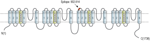 Anti-NALCN/VGCNL1 (extracellular) Antibody