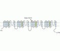 NALCN/VGCNL1 (extracellular) Blocking Peptide