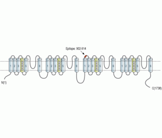 NALCN/VGCNL1 (extracellular) Blocking Peptide