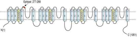 Anti-SCN3A (NaV1.3) (extracellular) Antibody