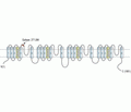 SCN3A/Nav1.3 (extracellular) Blocking Peptide