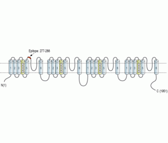 SCN3A/Nav1.3 (extracellular) Blocking Peptide