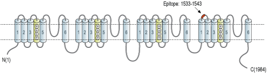 Anti-NaV1.7 (SCN9A) (extracellular) Antibody