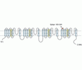 Nav1.7/SCN9A (extracellular) Blocking Peptide