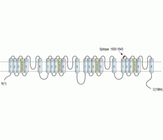 Nav1.7/SCN9A (extracellular) Blocking Peptide