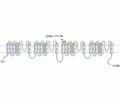 Nav1.8/SCN10A (extracellular) Blocking Peptide