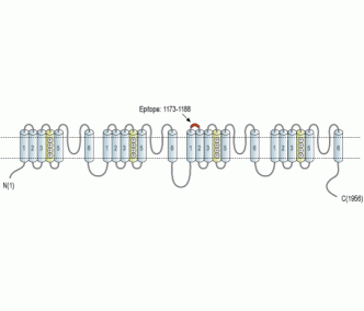 Nav1.8/SCN10A (extracellular) Blocking Peptide