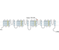 Human NaV1.7 (SCN9A) (extracellular) Blocking Peptide