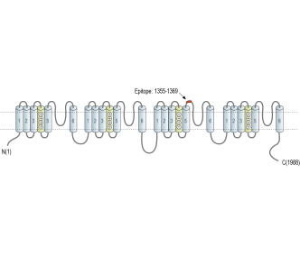 Human NaV1.7 (SCN9A) (extracellular) Blocking Peptide