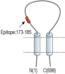 Anti-ENaC α (SCNN1A) (extracellular) Antibody