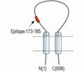 ENaC α/SCNN1A (extracellular) Blocking Peptide