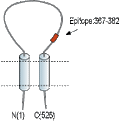 Anti-pan ASIC (extracellular) Antibody