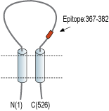 Anti-pan ASIC (extracellular) Antibody