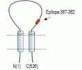 Pan ASIC (extracellular) Blocking Peptide