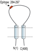 Anti-ASIC5 (extracellular) Antibody