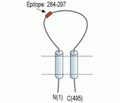 ASIC5 (extracellular) Blocking Peptide