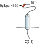 Anti-SCN1B (NaVβ1) (extracellular) Antibody