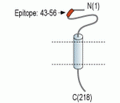 SCN1B/Navβ1 (extracellular) Blocking Peptide