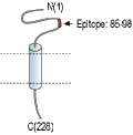 Anti-SCN4B (NaVβ4) (extracellular) Antibody