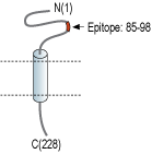 Anti-SCN4B (NaVβ4) (extracellular) Antibody