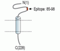 SCN4B/Navβ4 (extracellular) Blocking Peptide