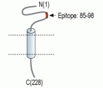 SCN4B/Navβ4 (extracellular) Blocking Peptide