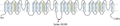 Anti-SCN7A (NaX) Antibody