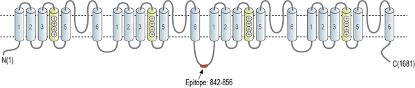 Anti-SCN7A (NaX) Antibody