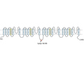 SCN7A (NaX) Blocking Peptide