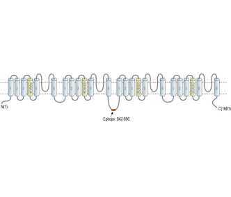 SCN7A (NaX) Blocking Peptide