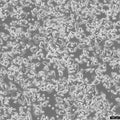 AsPC-1 cell
