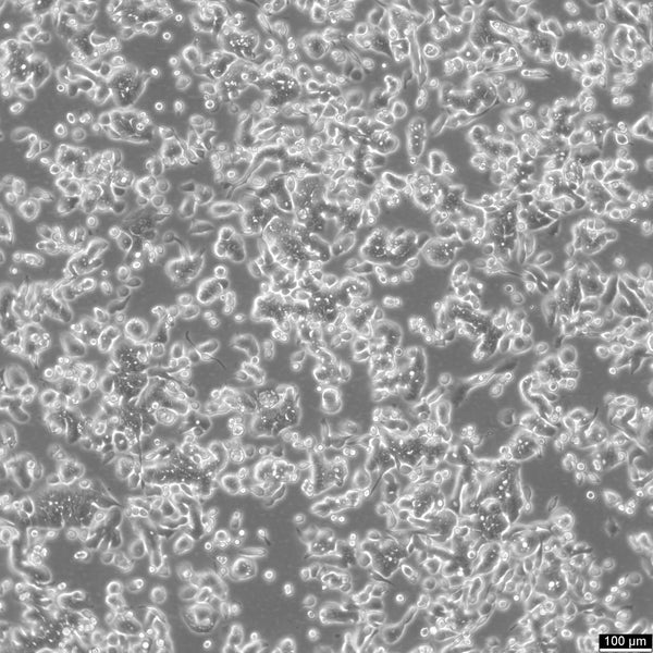 AsPC-1 cell