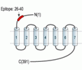 Somatostatin Receptor Type 1 (extracellular) Blocking Peptide