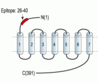 Somatostatin Receptor Type 1 (extracellular) Blocking Peptide