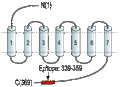Anti-Somatostatin Receptor Type 2 Antibody