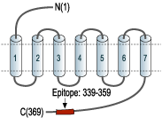 Anti-Somatostatin Receptor Type 2 Antibody