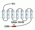 Somatostatin Receptor Type 2 Blocking Peptide