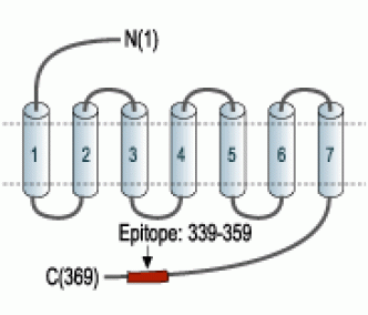 Somatostatin Receptor Type 2 Blocking Peptide