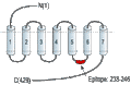 Anti-Somatostatin Receptor Type 3 Antibody