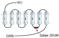Anti-Somatostatin Receptor Type 3 Antibody