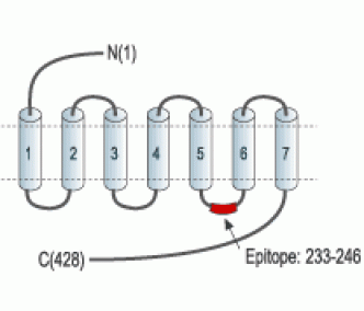 Somatostatin Receptor Type 3 Blocking Peptide