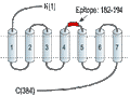 Anti-Somatostatin Receptor Type 4 (extracellular) Antibody