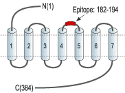 Anti-Somatostatin Receptor Type 4 (extracellular) Antibody