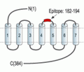 Somatostatin Receptor Type 4 (extracellular) Blocking Peptide