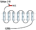 Anti-Somatostatin Receptor Type 5 (extracellular) Antibody