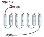 Anti-Somatostatin Receptor Type 5 (extracellular) Antibody