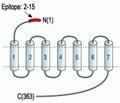 Somatostatin Receptor Type 5 (extracellular) Blocking Peptide