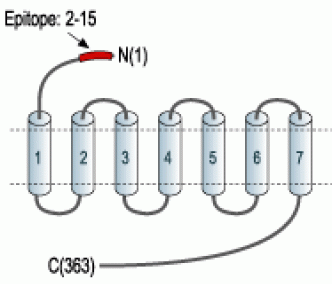 Somatostatin Receptor Type 5 (extracellular) Blocking Peptide